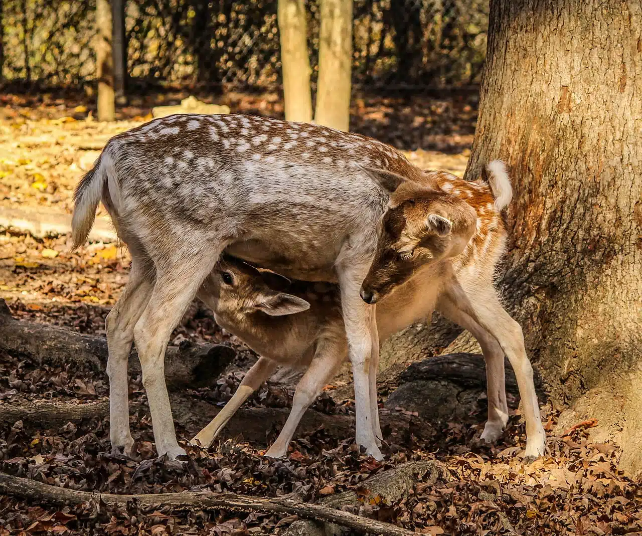 dream meaning Hind