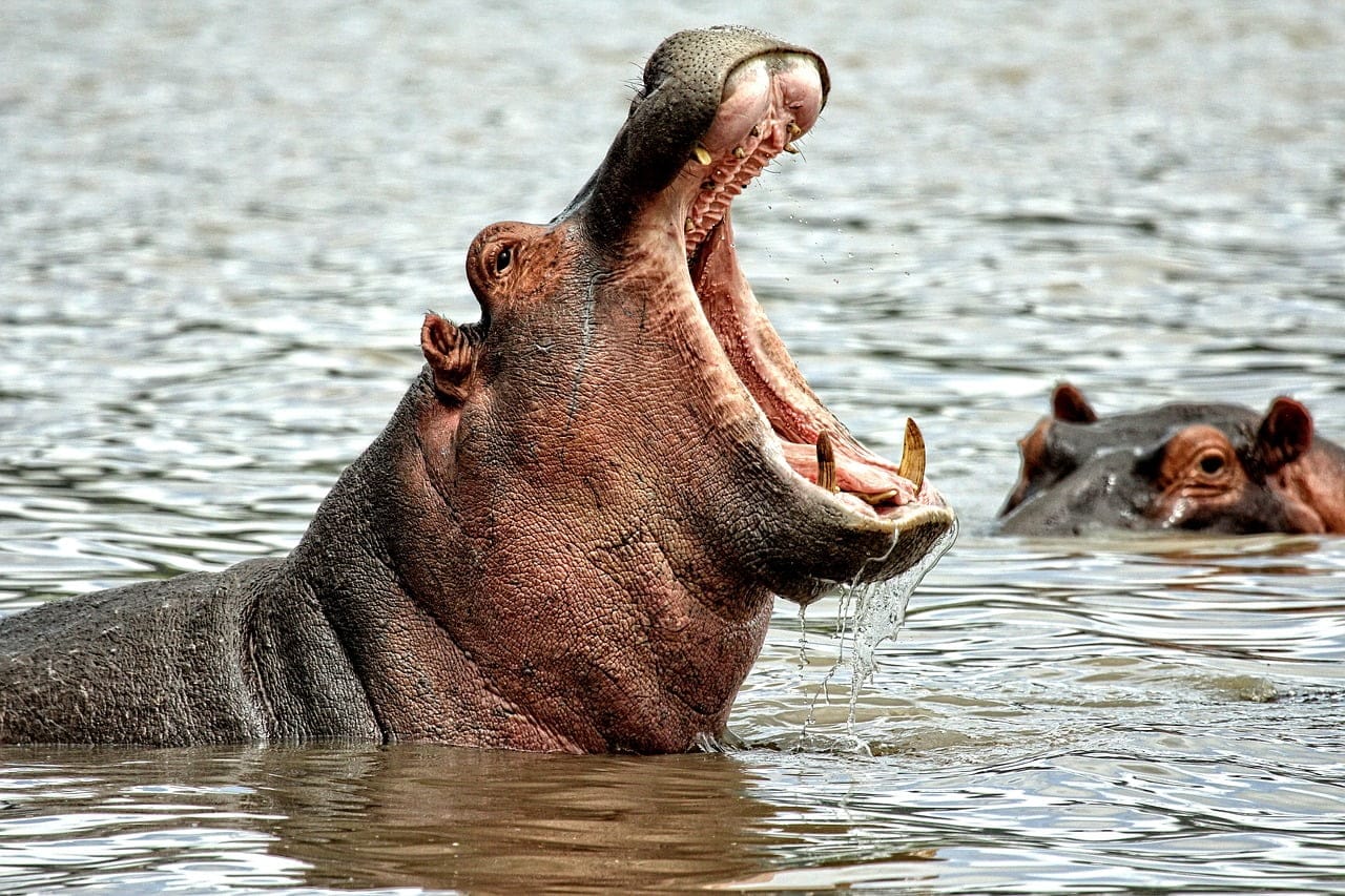 dream meaning Hippo