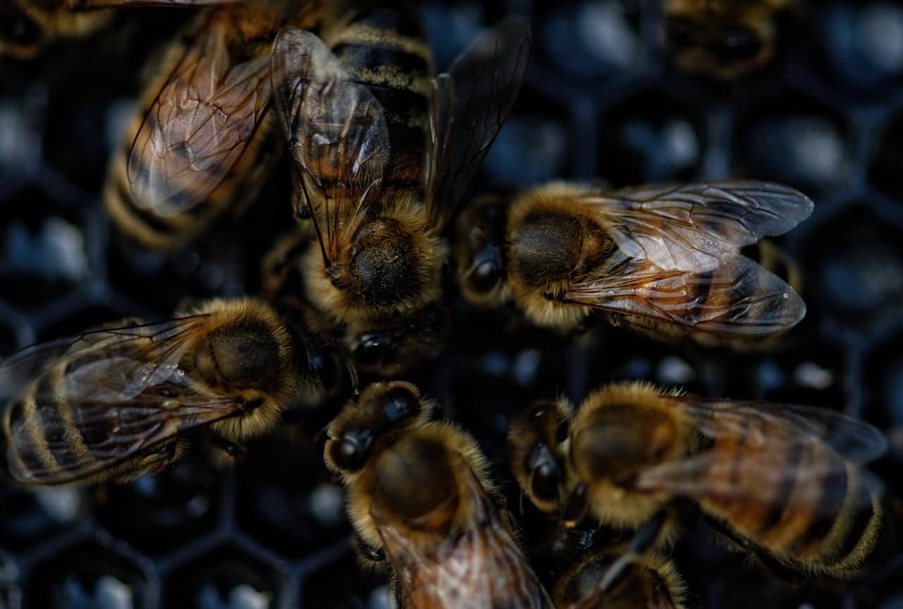 dream meaning Hive