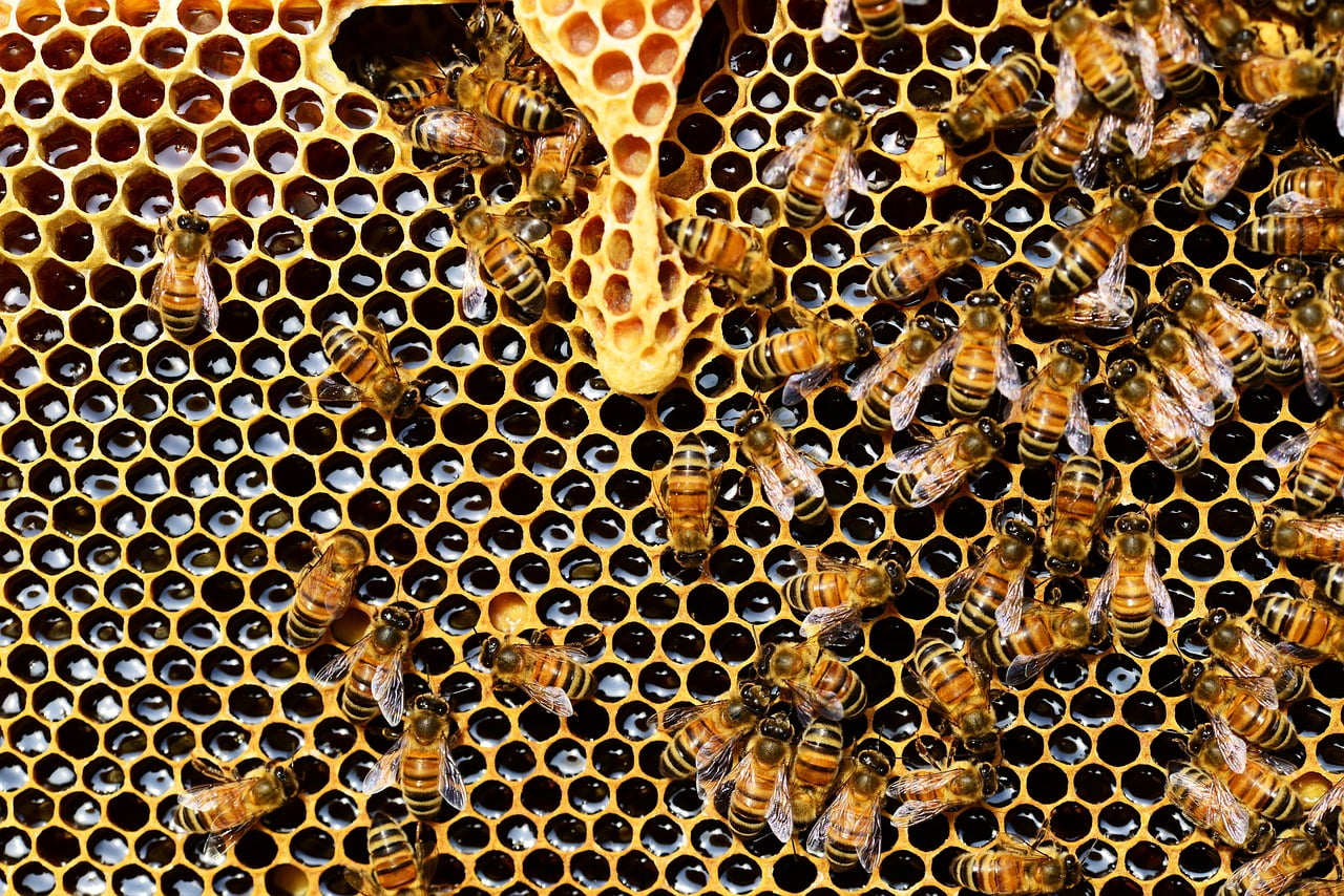 dream meaning Hives