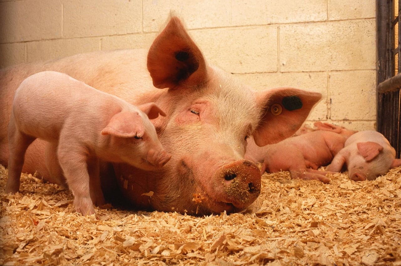 dream meaning Hog