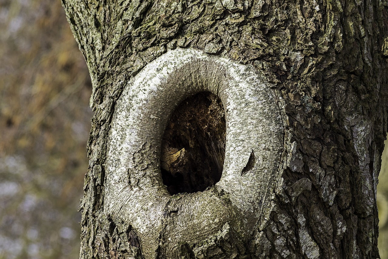 dream meaning Hole, hollow