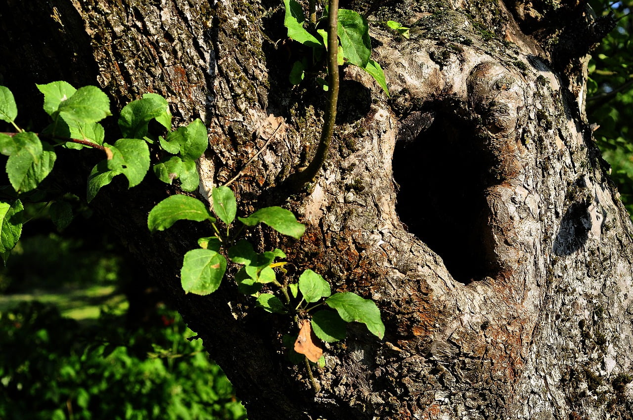 dream meaning Hollow