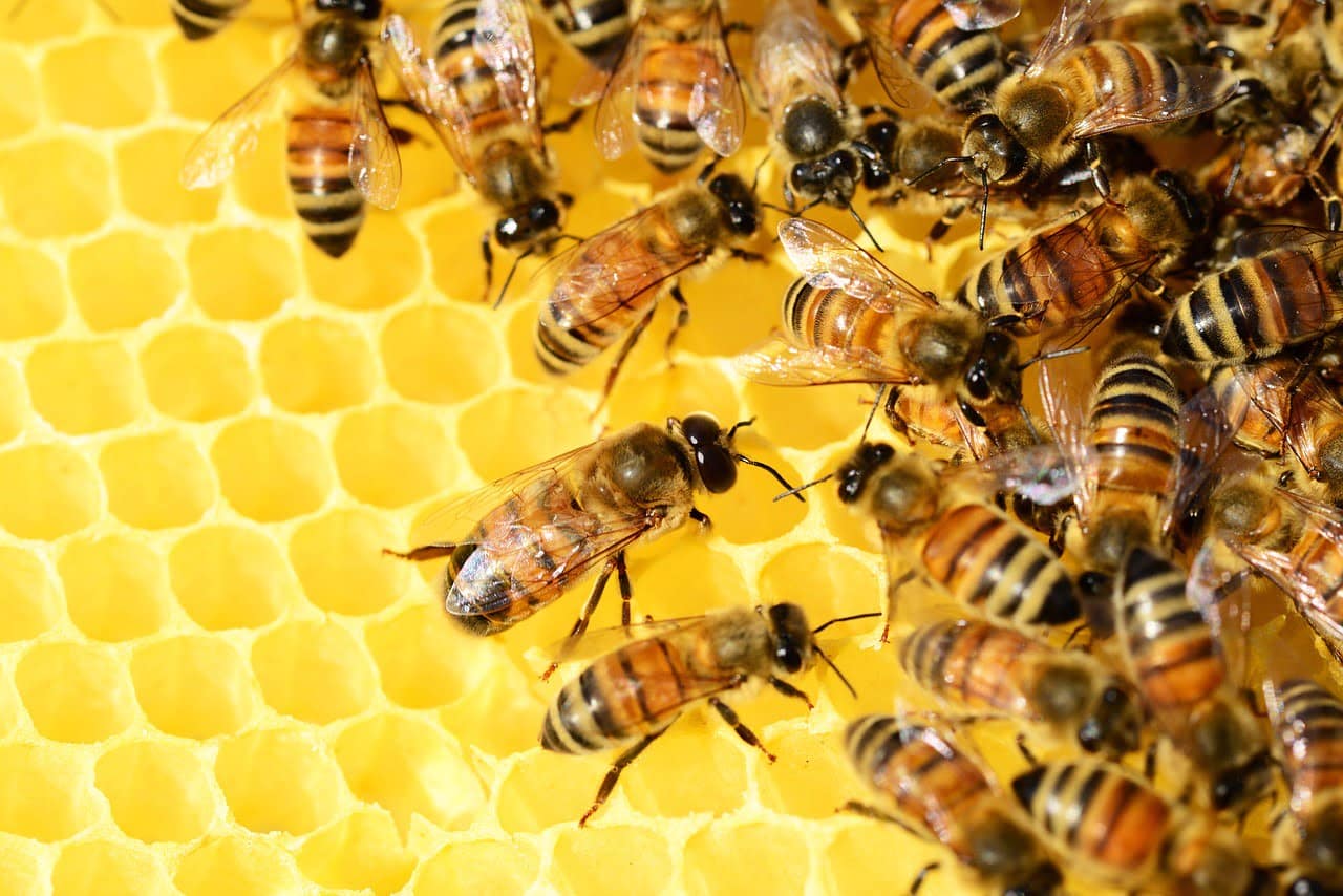 dream meaning Honey