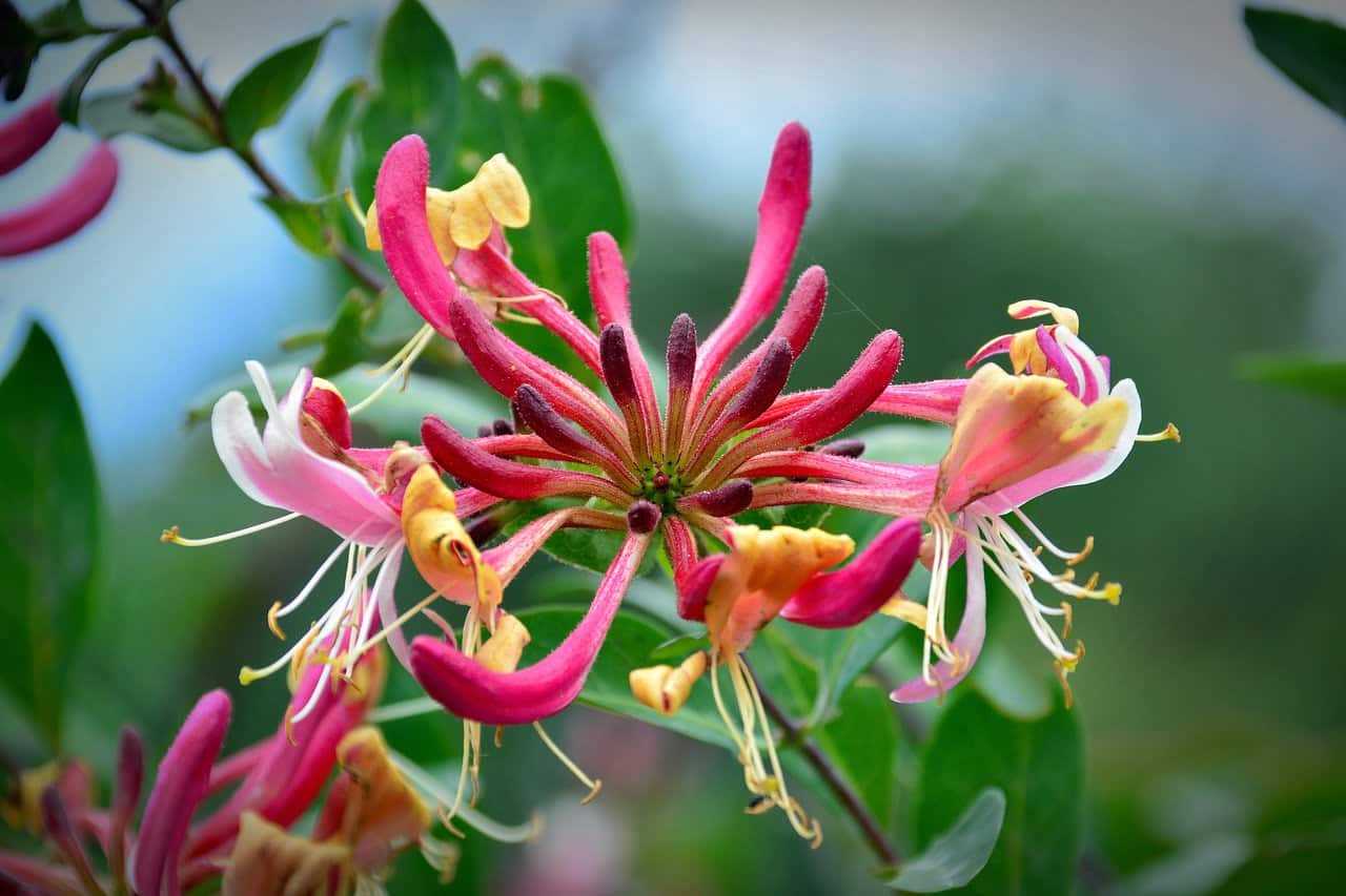 dream meaning Honeysuckle