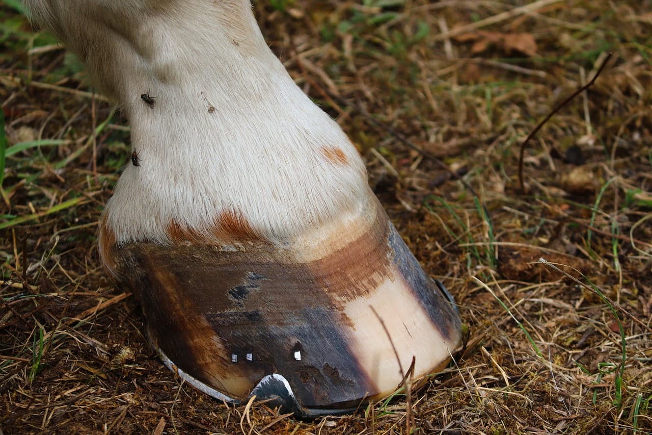 dream meaning Hoof