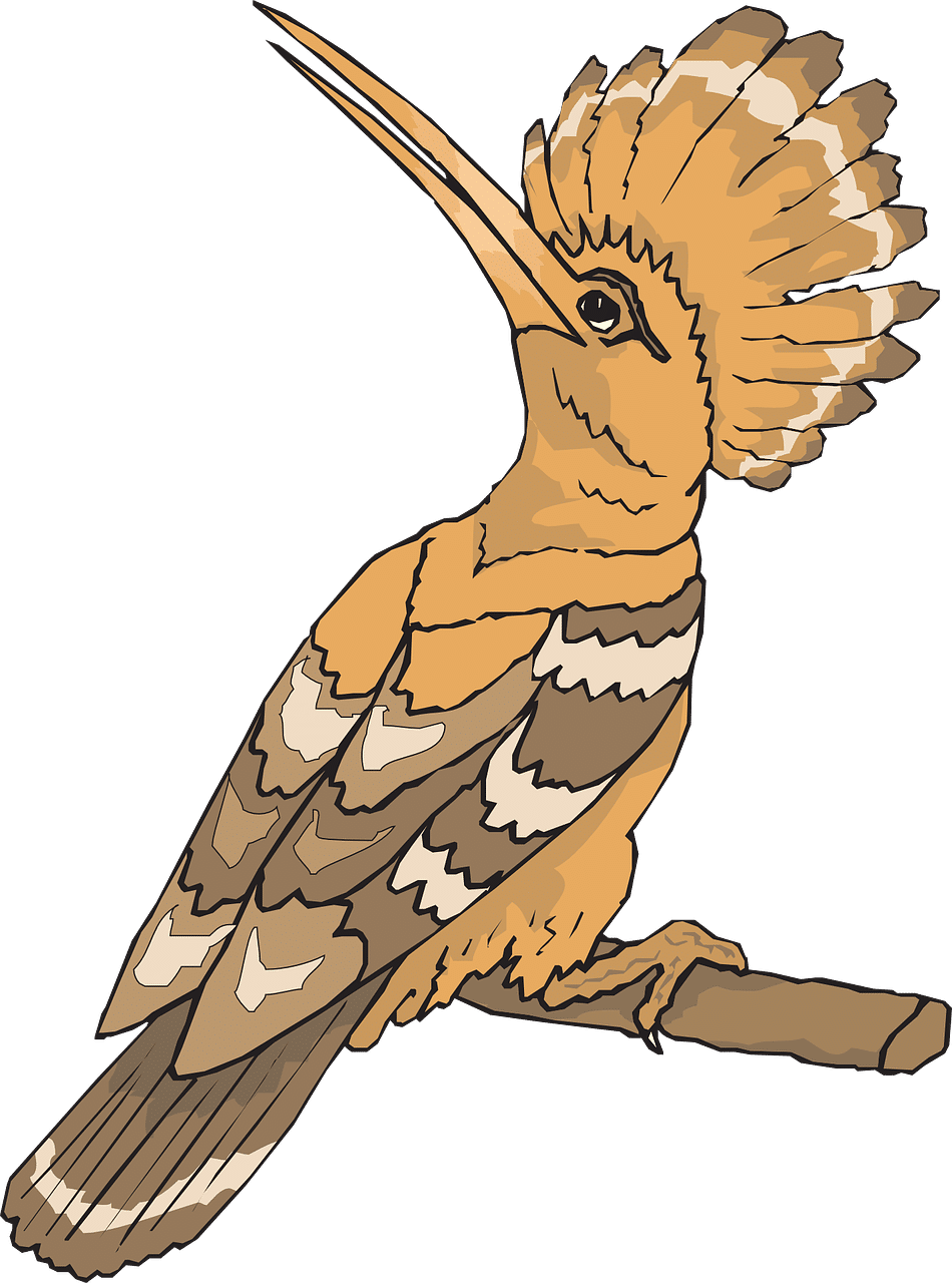 dream meaning Hoopoe