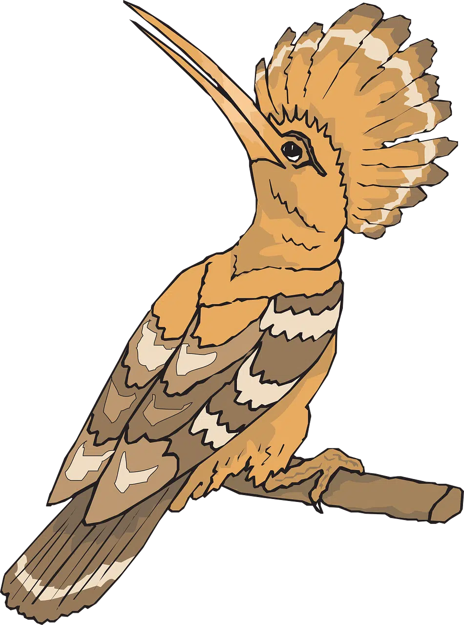 dream meaning Hoopoe