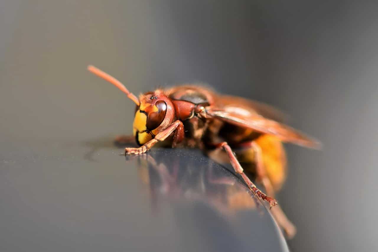 dream meaning Hornet