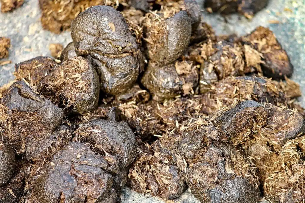 Horse manure 6 horse manure