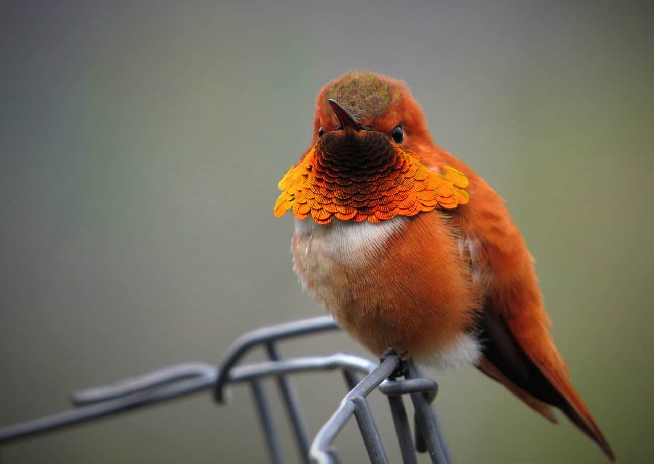 dream meaning Hummingbird