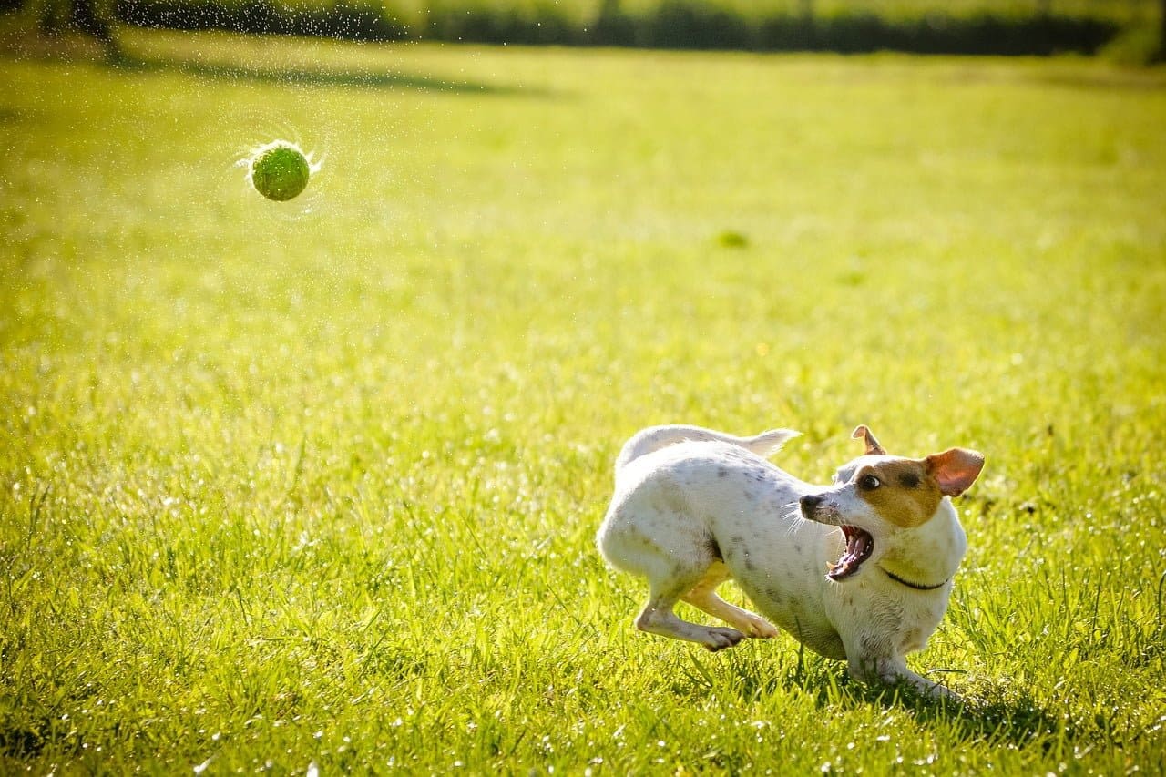dream meaning Hunting dog
