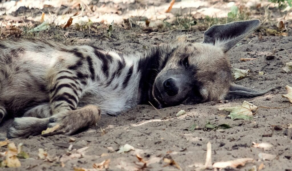 Hyena Dream meaning - dream-dictionary.com