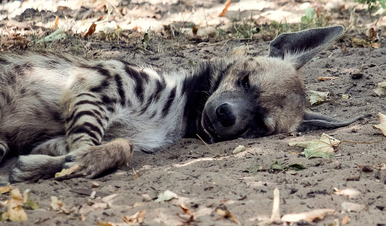 dream meaning Hyena