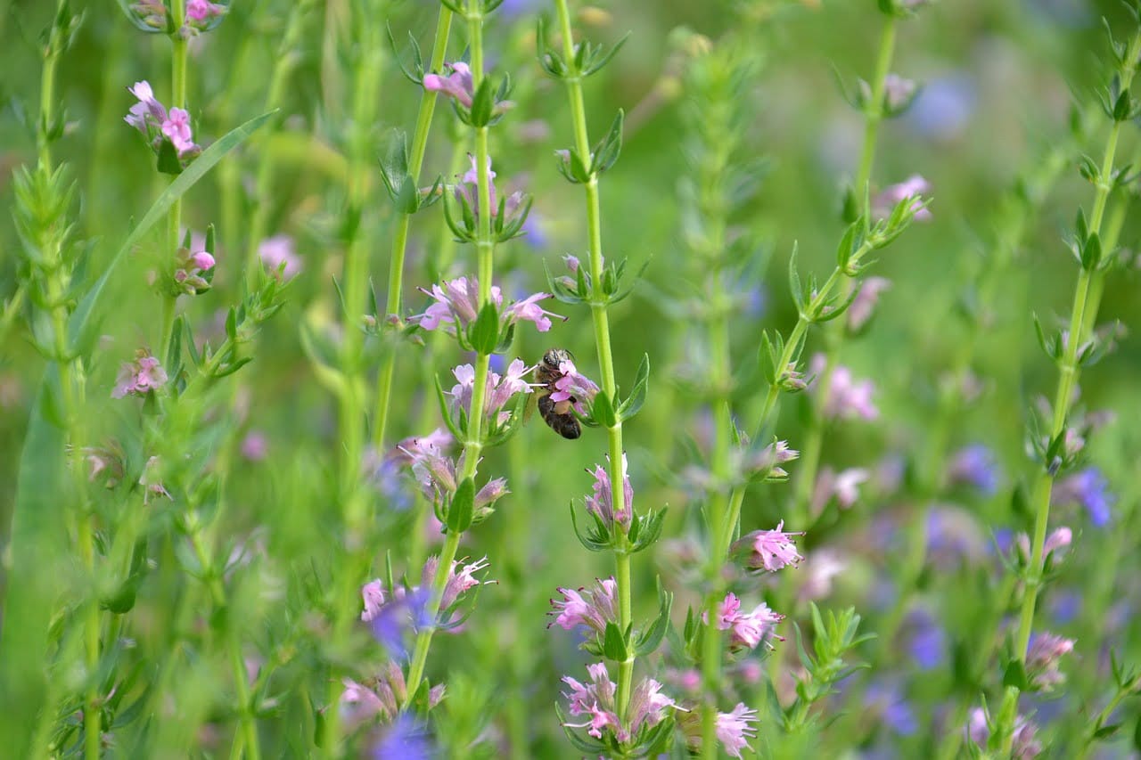dream meaning Hyssop