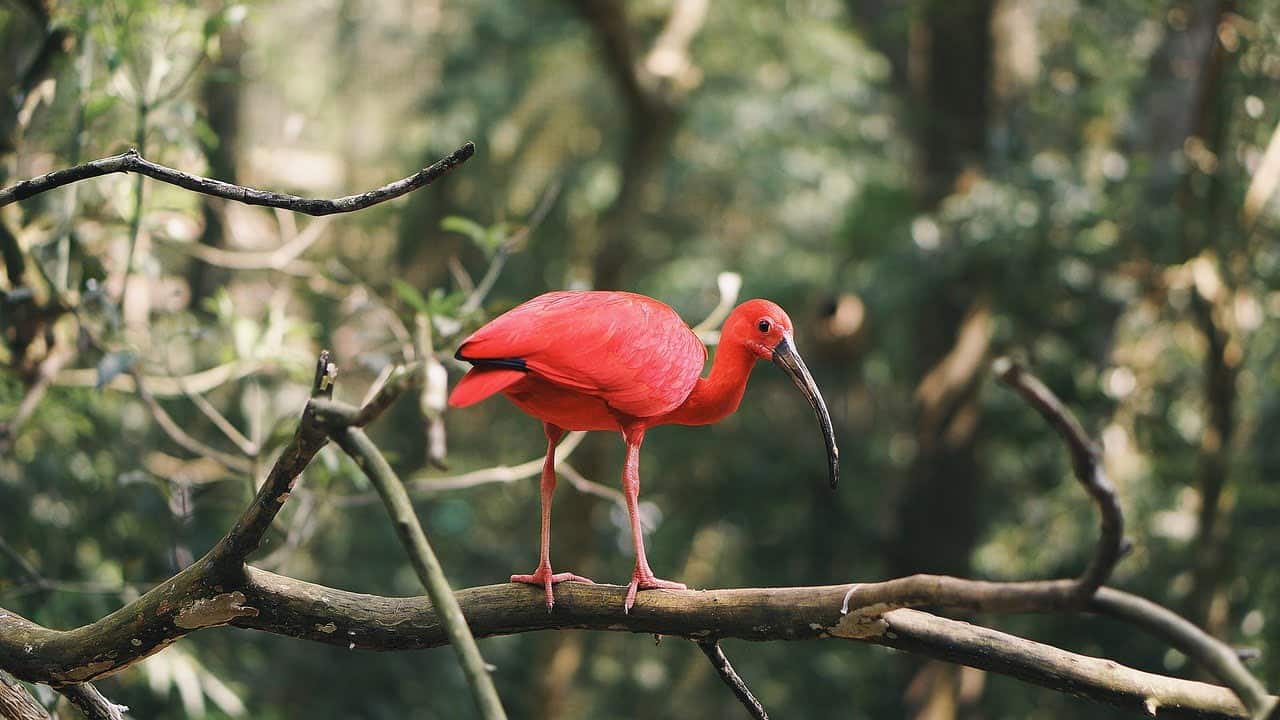 dream meaning Ibis