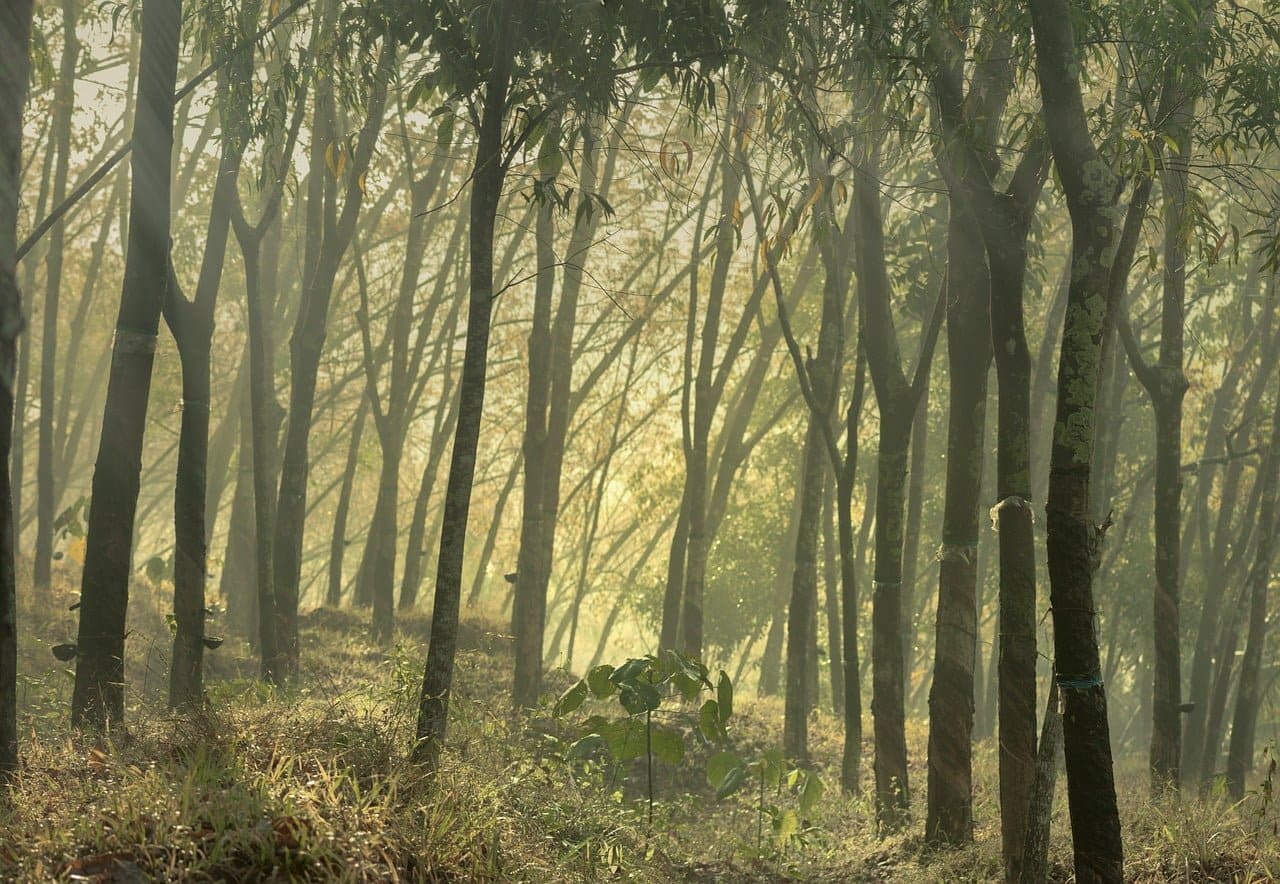 dream meaning India Rubber