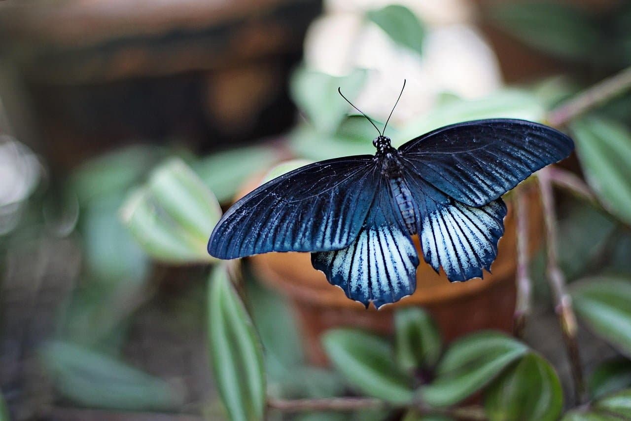 dream meaning Insect