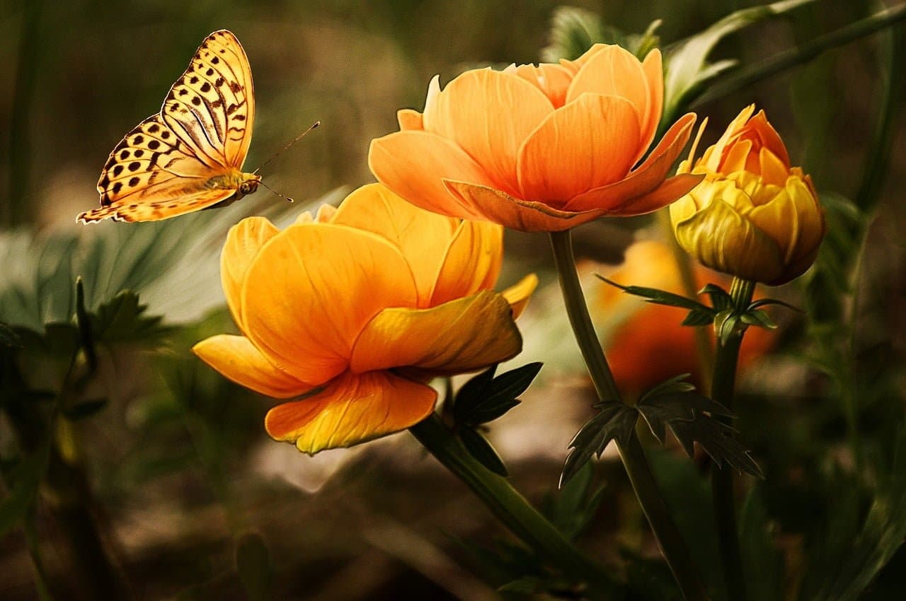 dream meaning Insects