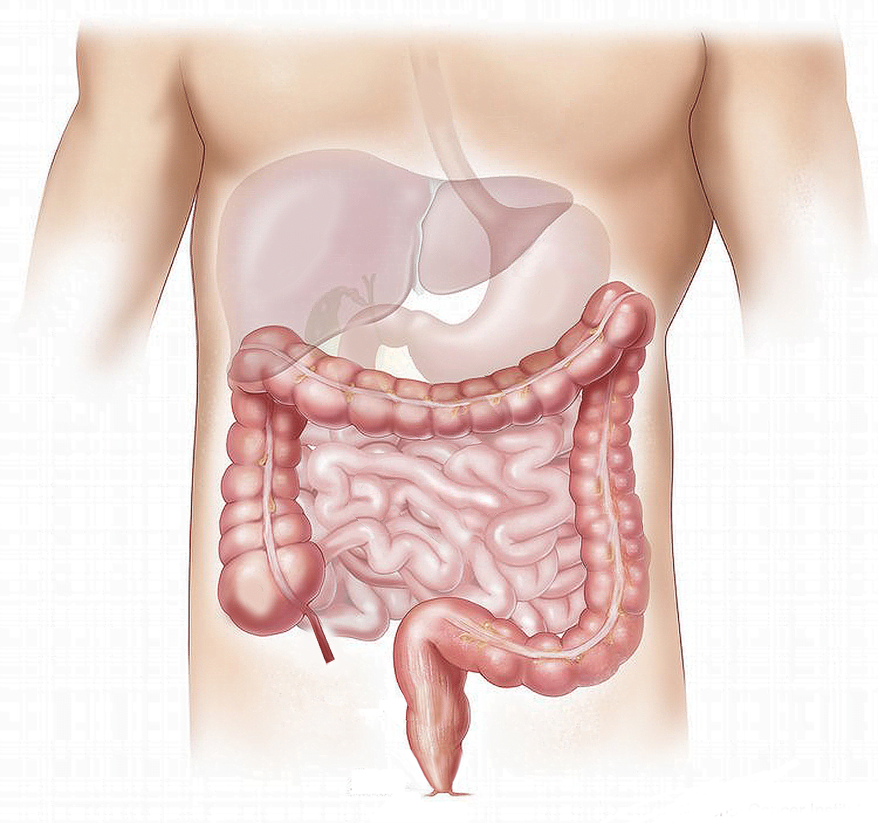dream meaning Intestine