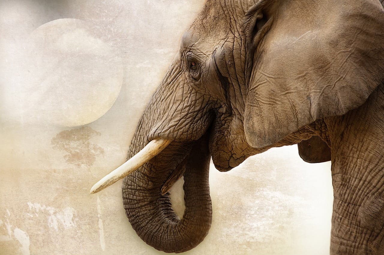 dream meaning Ivory