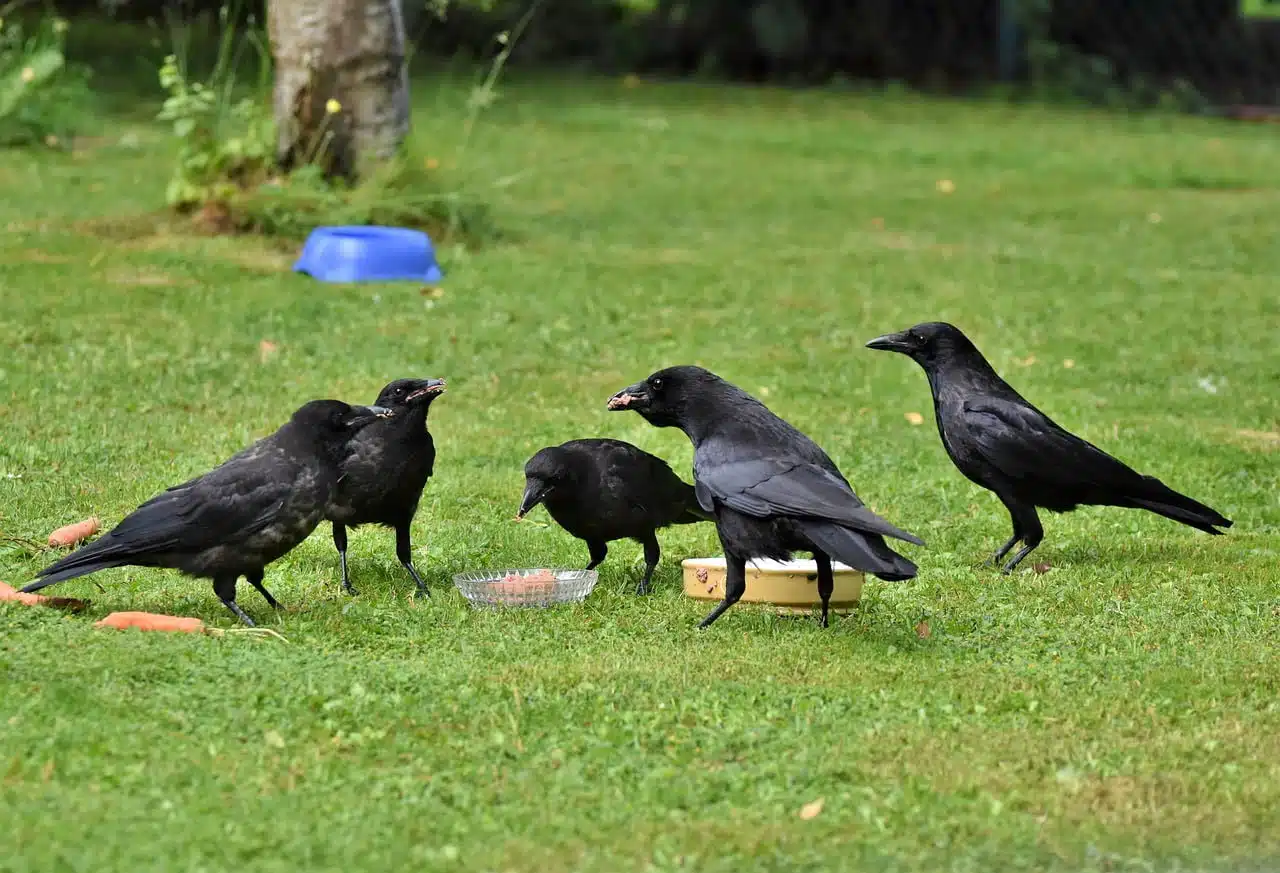 dream meaning Jackdaw