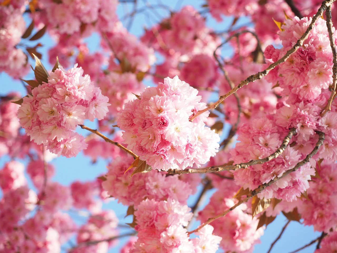 dream meaning Japanese