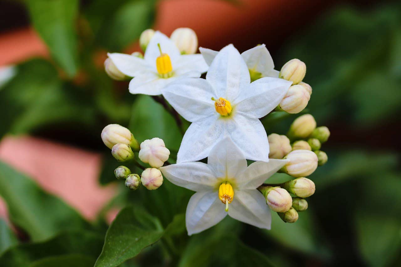 dream meaning Jasmine