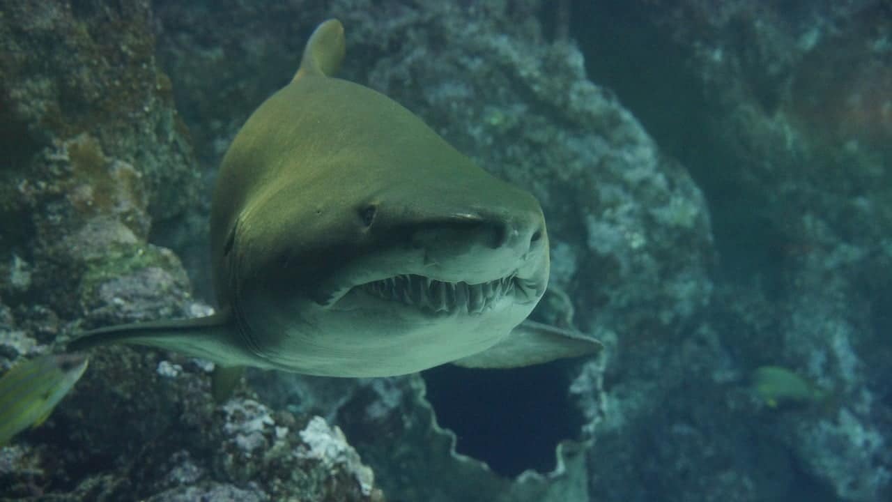 dream meaning Jaws