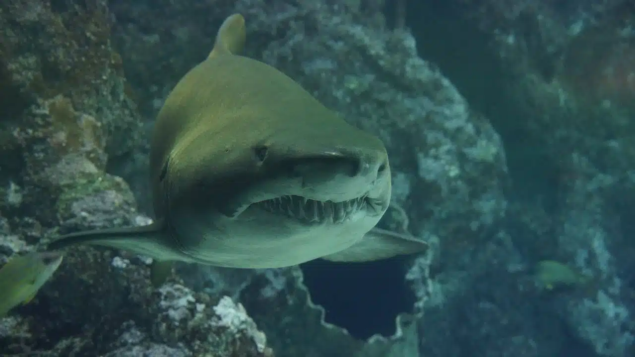 dream meaning Jaws