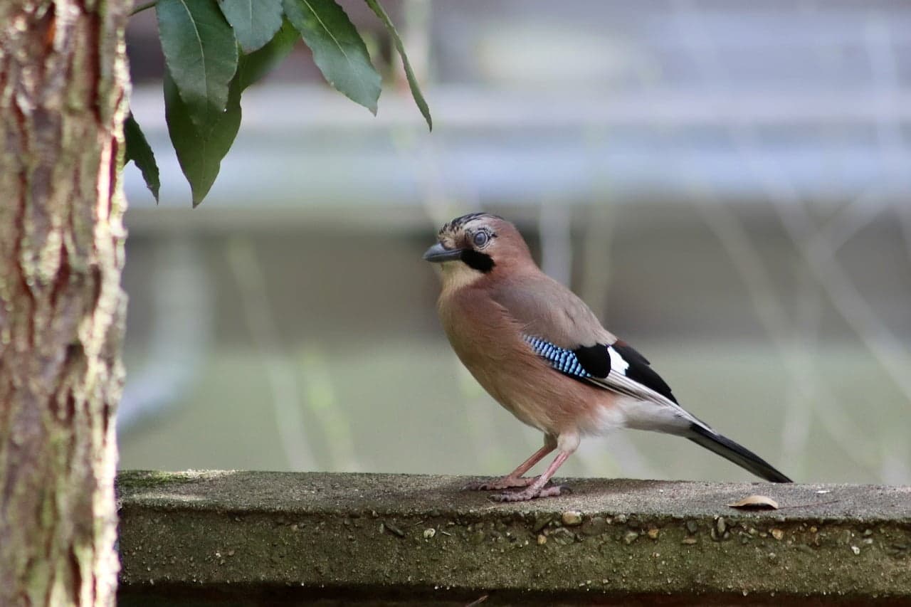 dream meaning Jay Bird