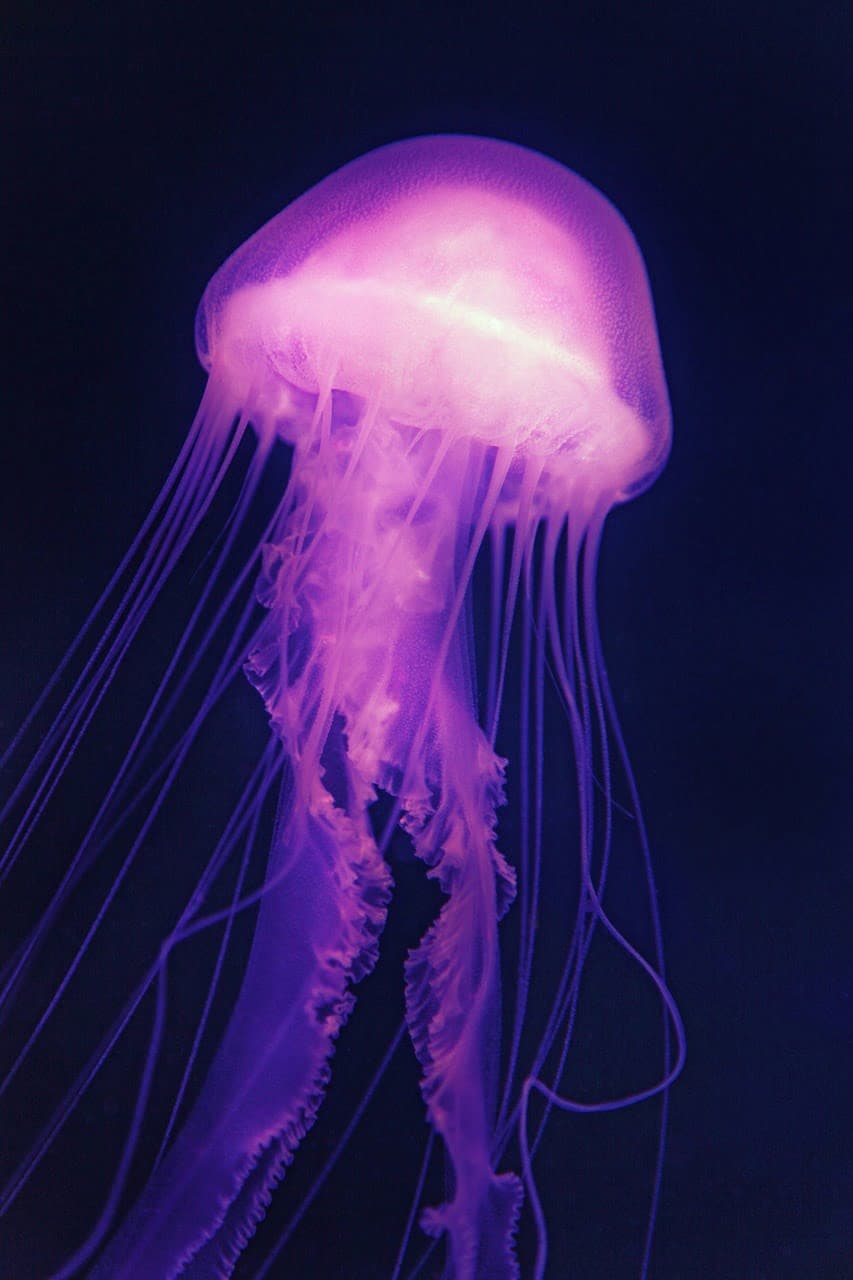 dream meaning Jelly