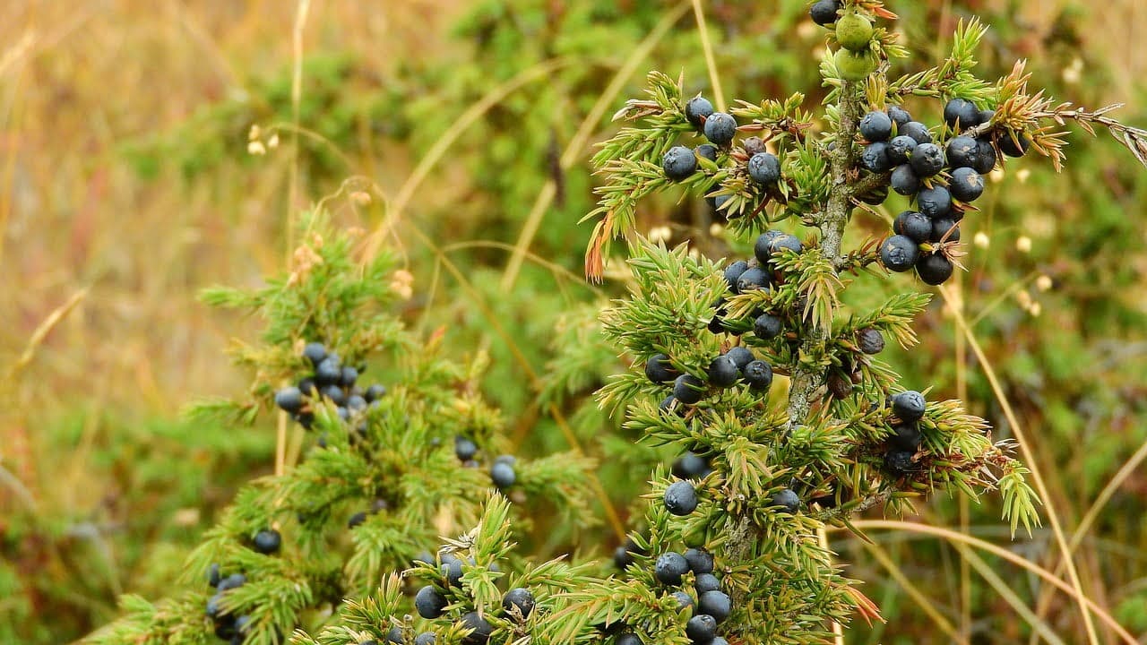 dream meaning Juniper