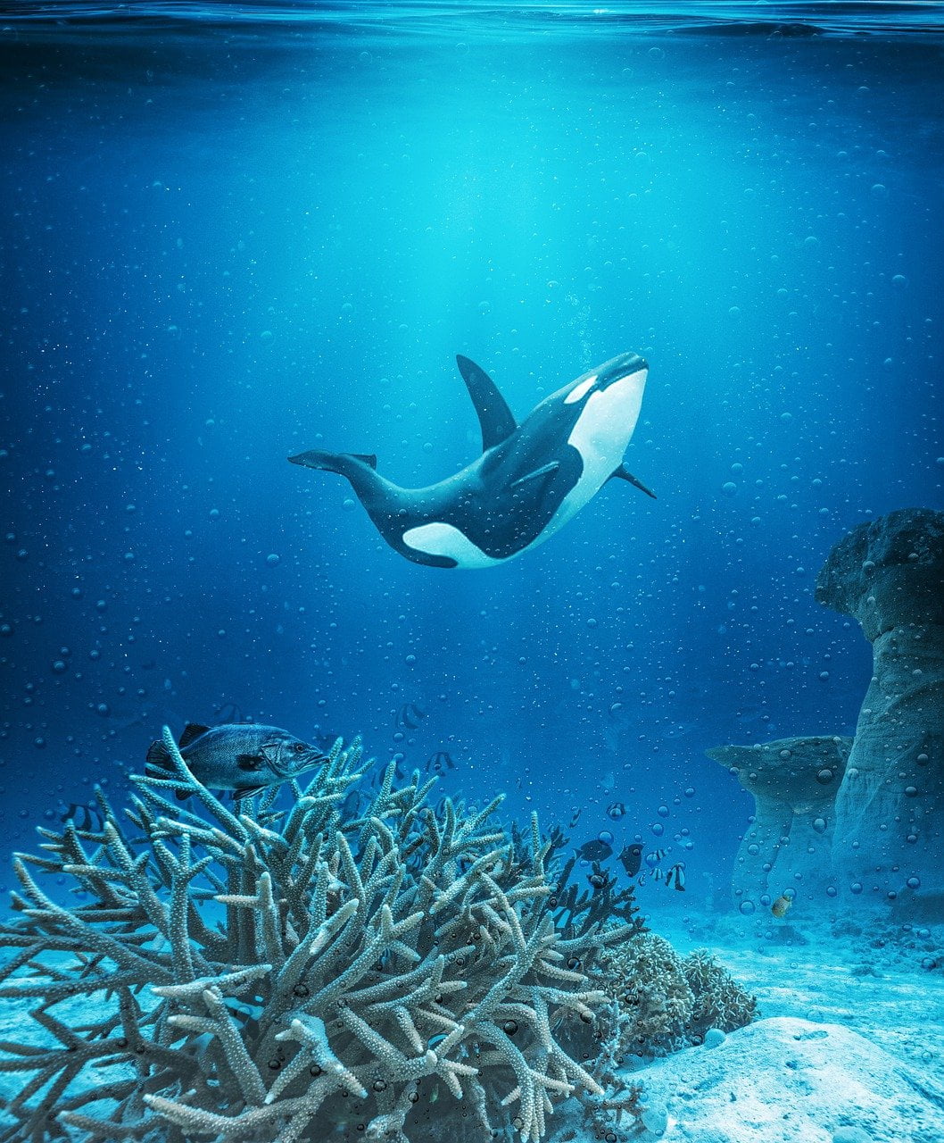 dream meaning Killer whale
