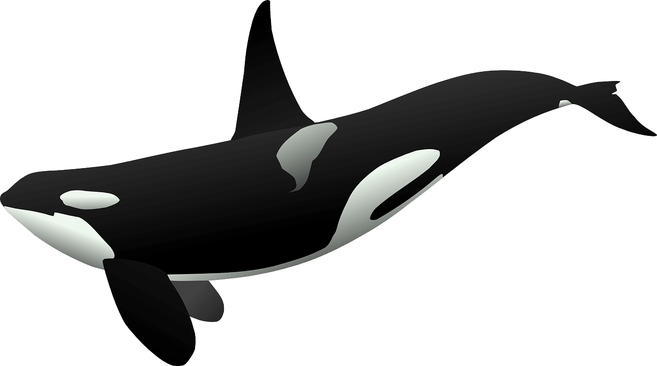 dream meaning Killer Whales