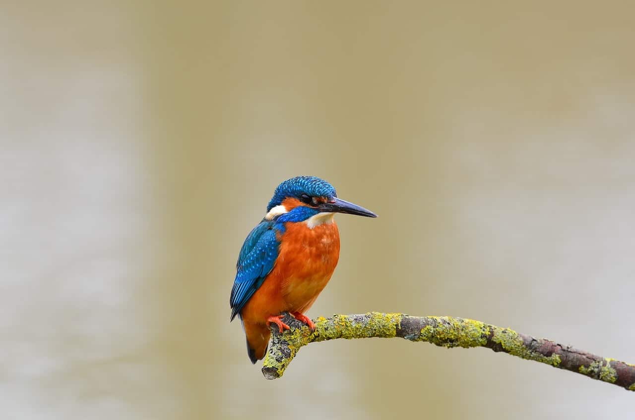 dream meaning Kingfisher