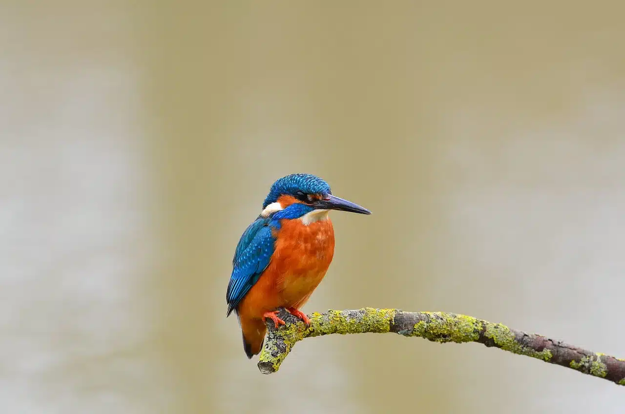 dream meaning Kingfisher