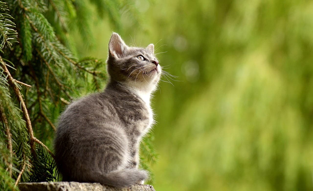 dream meaning Kitten