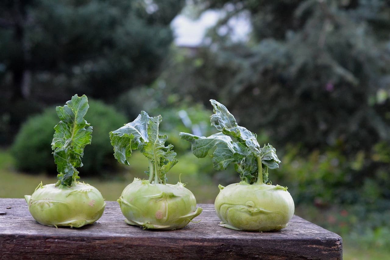 dream meaning Kohlrabi