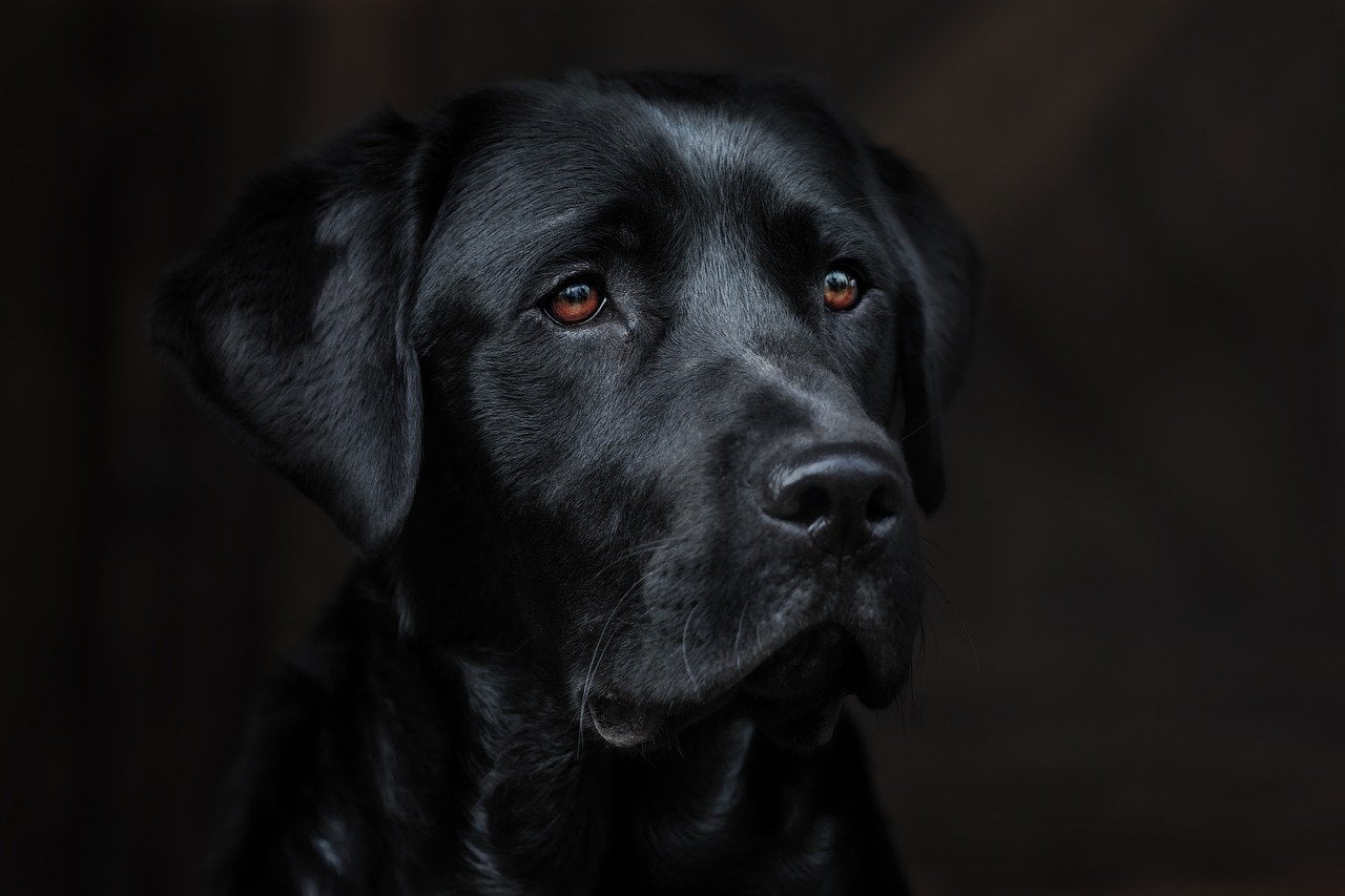 dream meaning Labrador