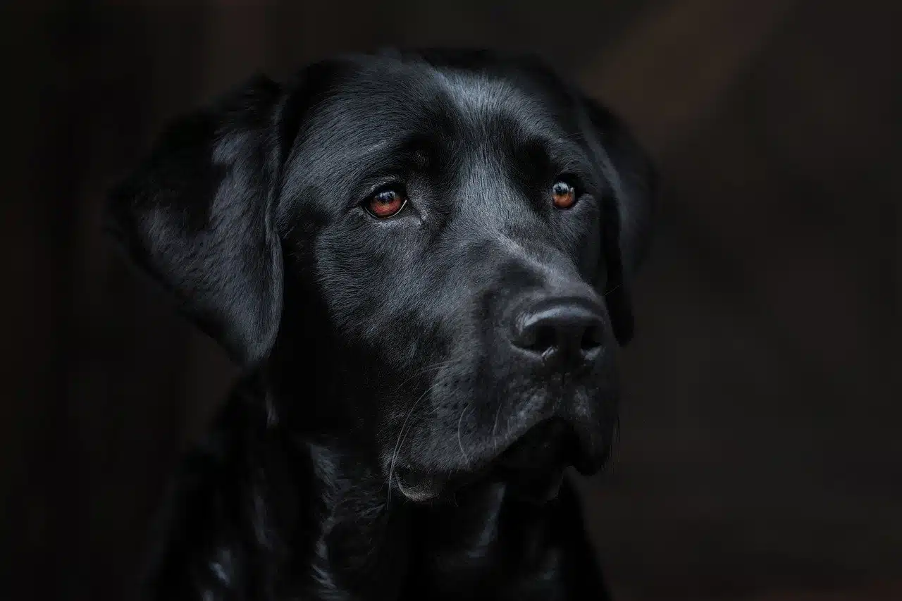 dream meaning Labrador