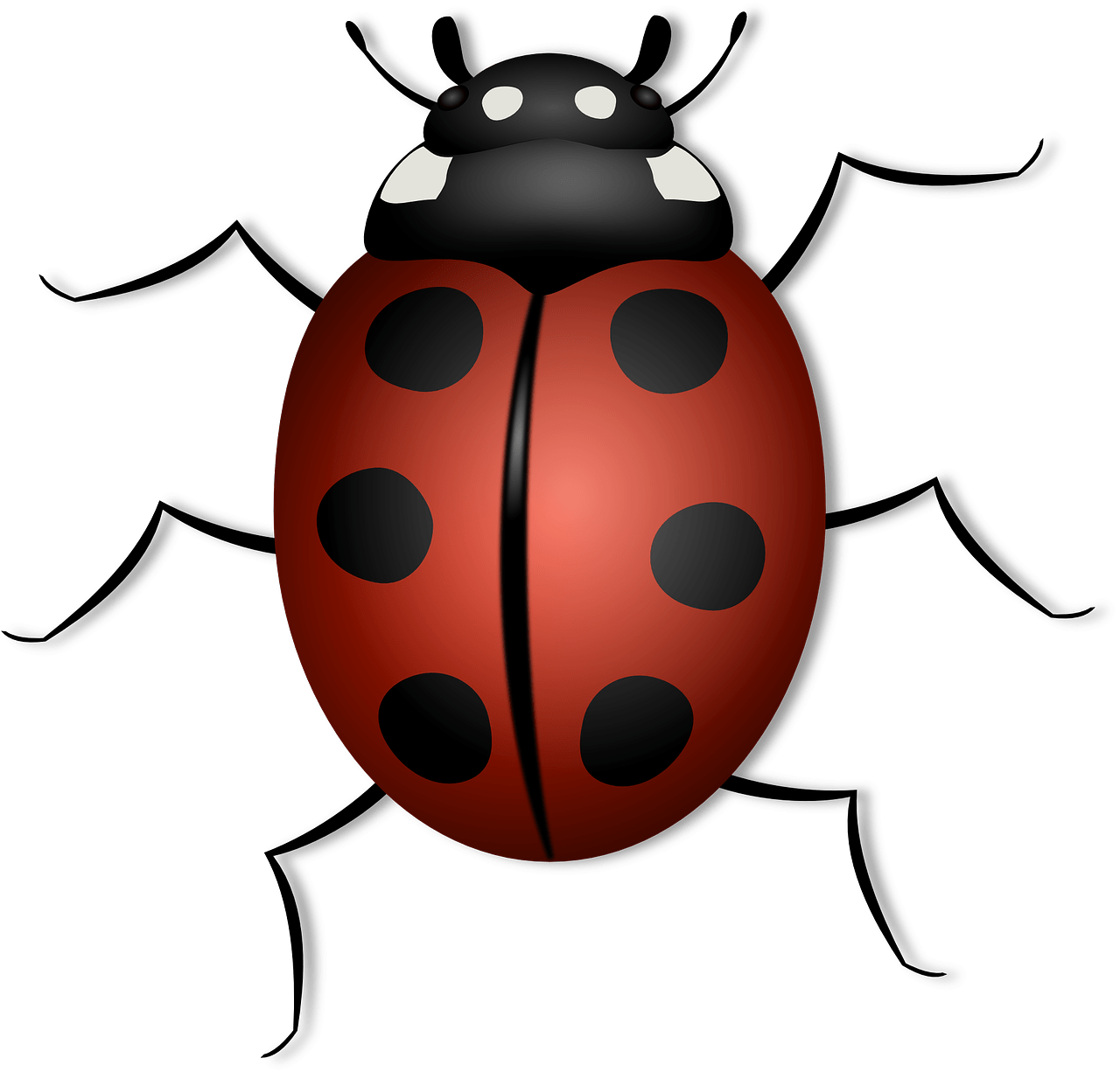 dream meaning Ladybird