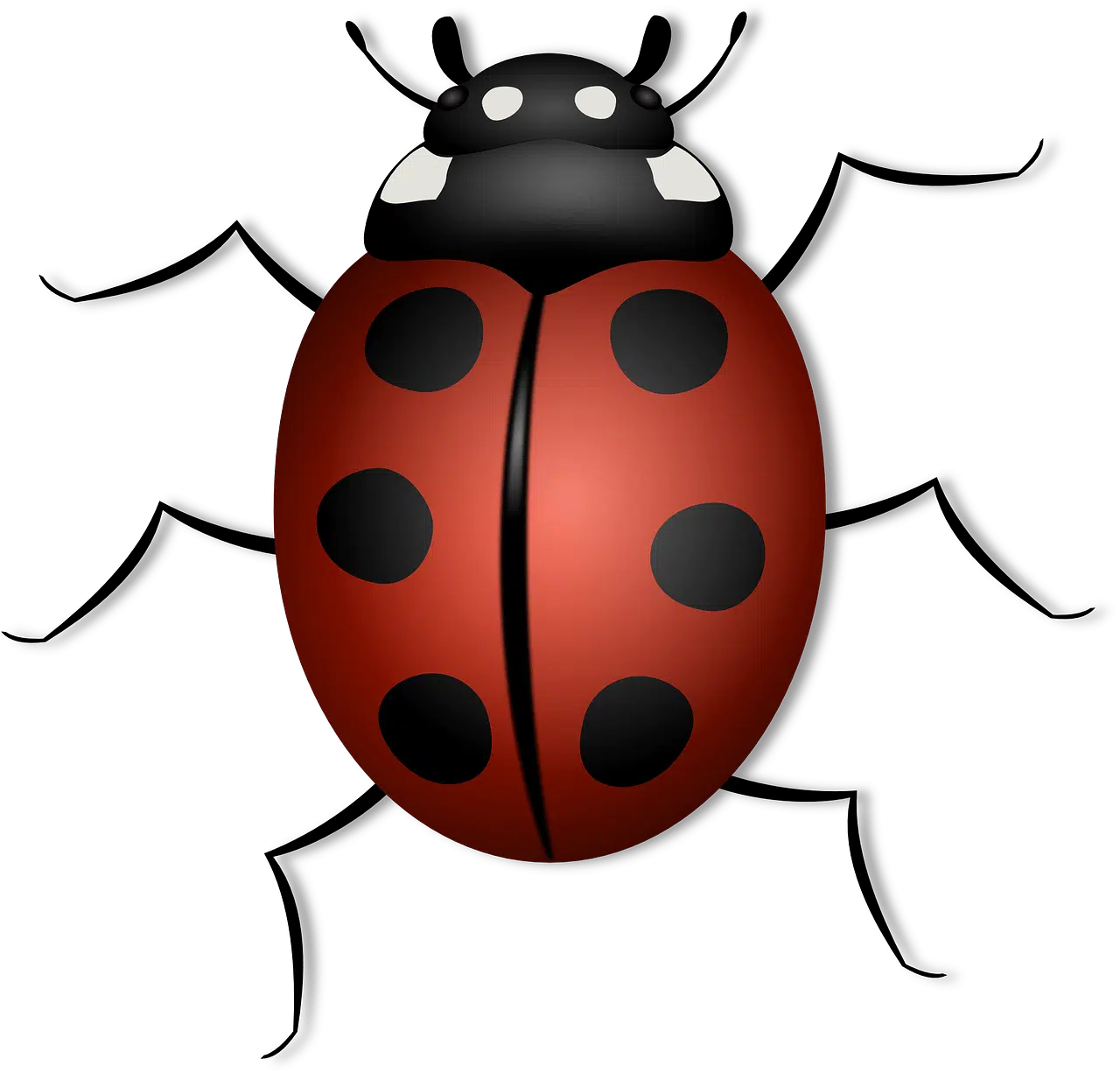 dream meaning Ladybird