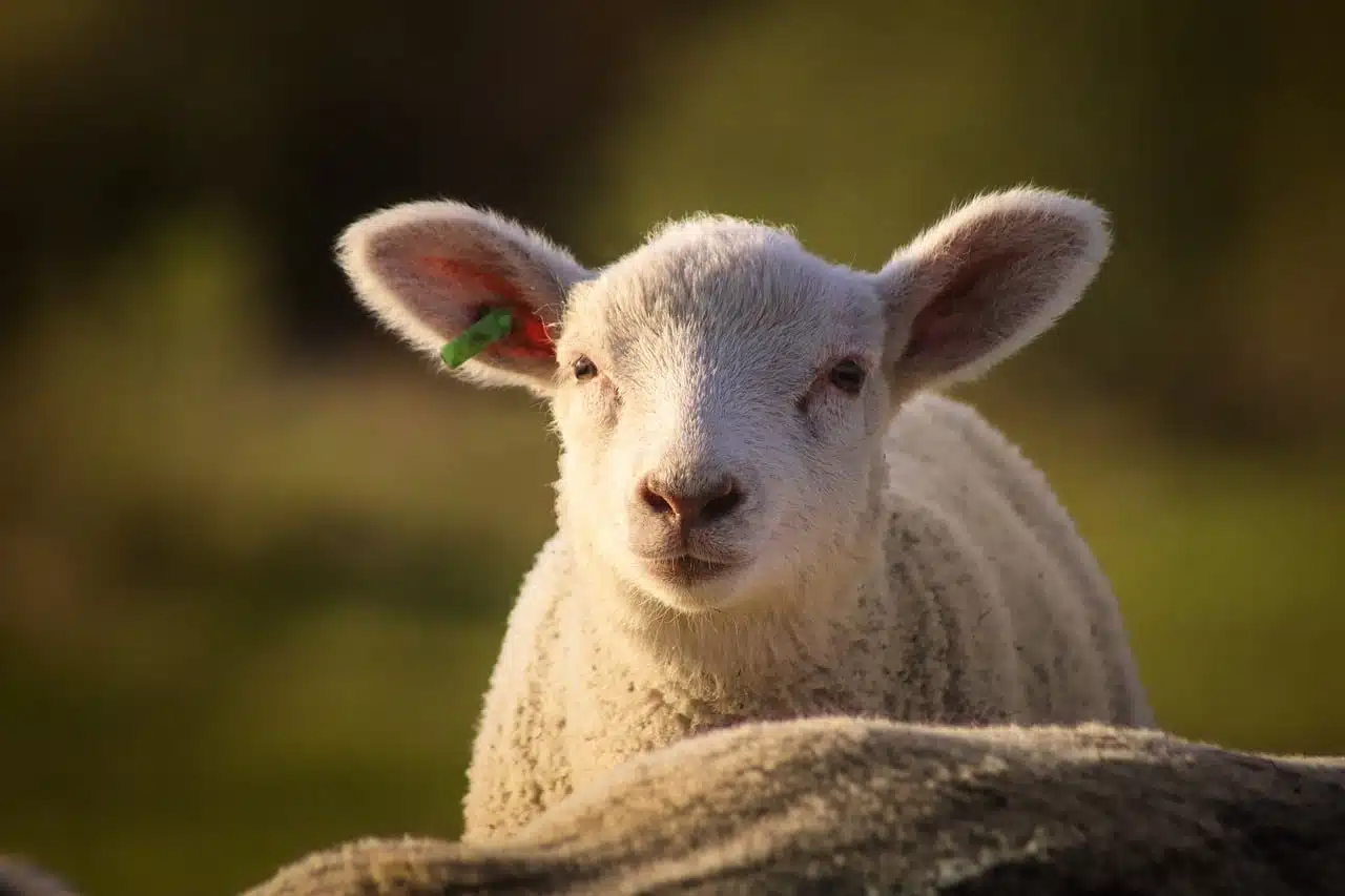dream meaning Lamb