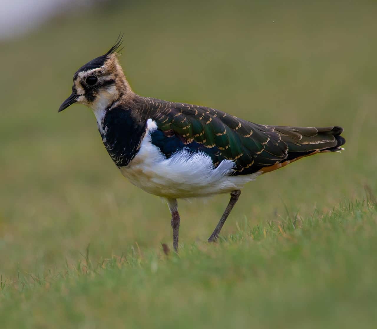 dream meaning Lapwing