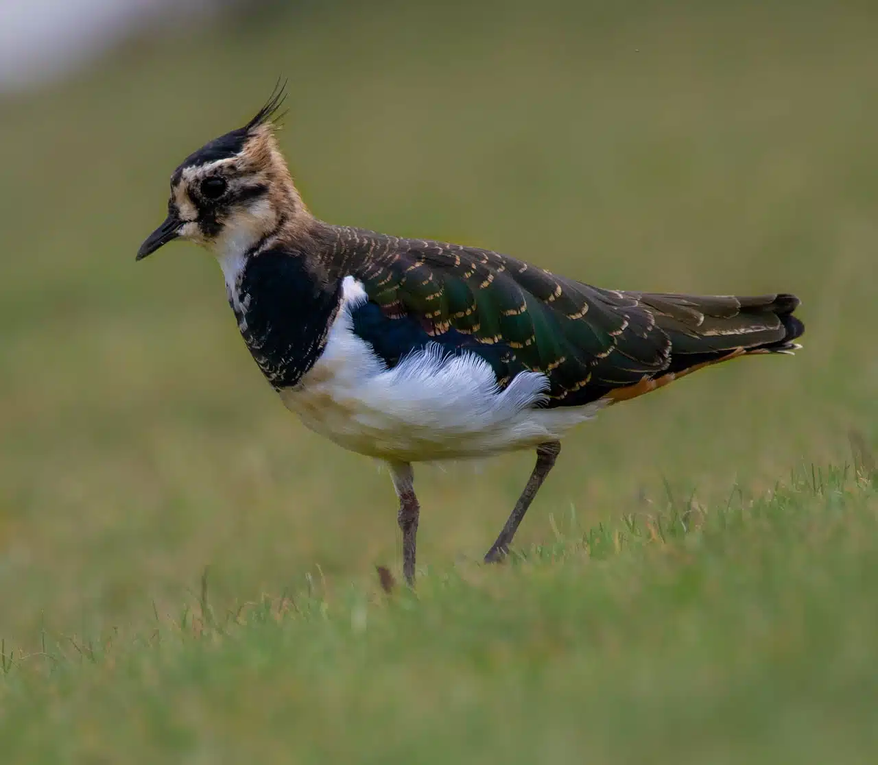 dream meaning Lapwing