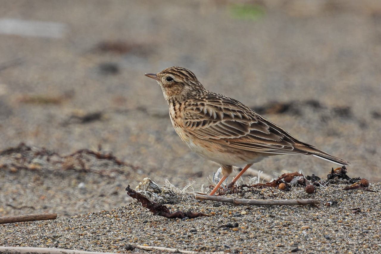 dream meaning Lark