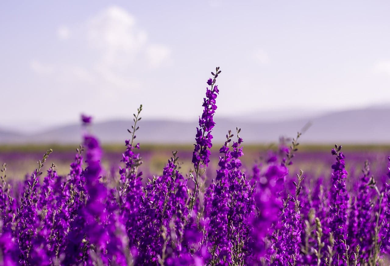 dream meaning Lavender