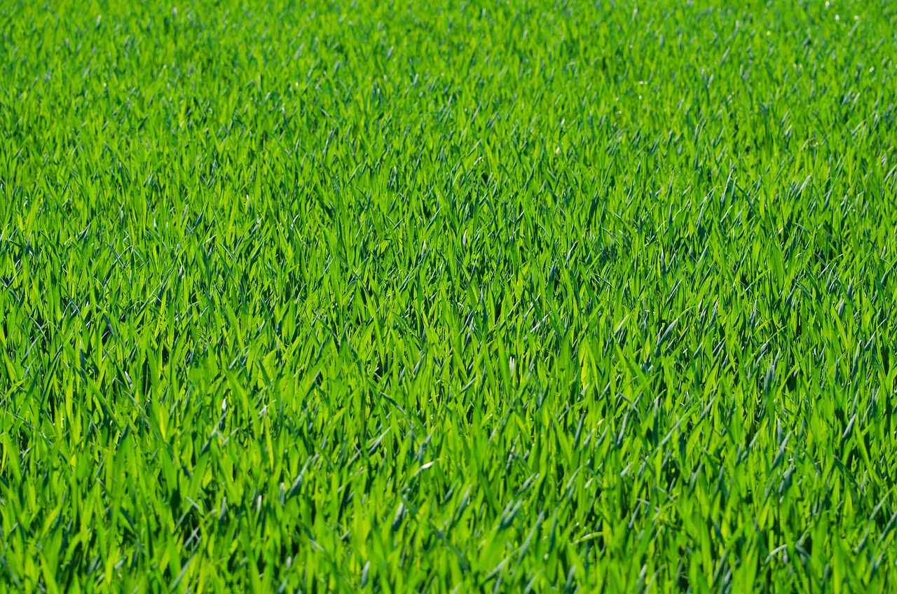 dream meaning Lawn