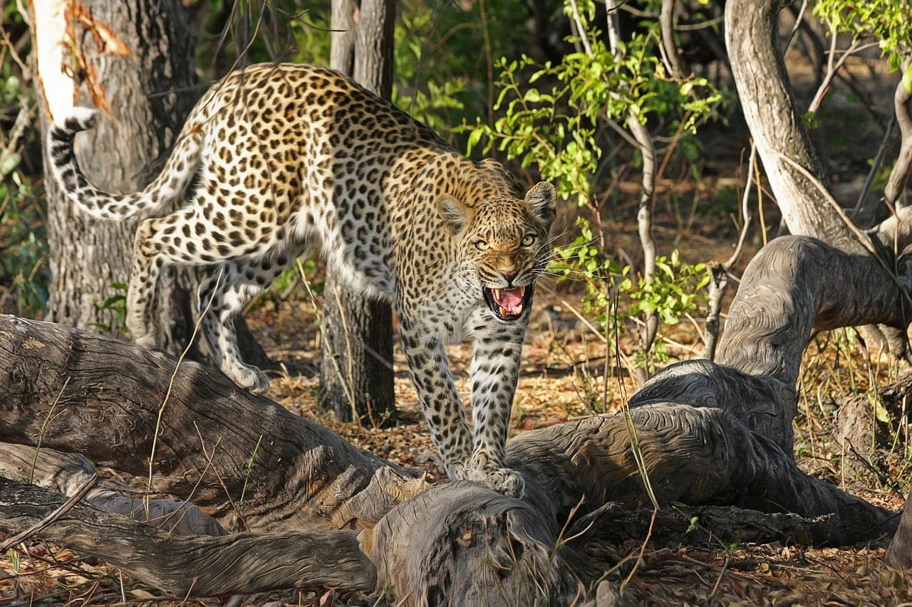 dream meaning Leopard
